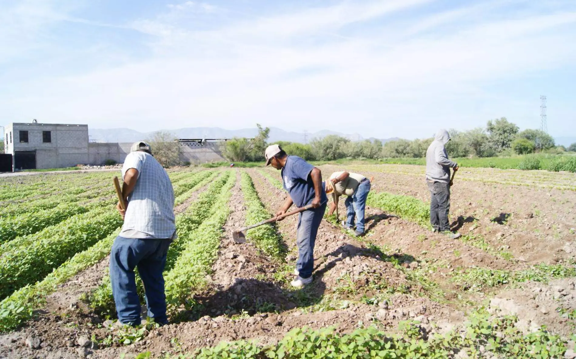 campo por sequía